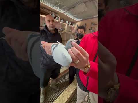 Visit Of Abd Batal Al Darbiat Rida Gazouli 