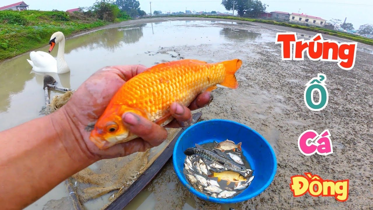 Bắt Được Con Cá Vàng Ở Vũng Nuớc Không Ai Ngờ Tới Và Làm Móng Chuồng Thiên Nga / Quế Nghịch