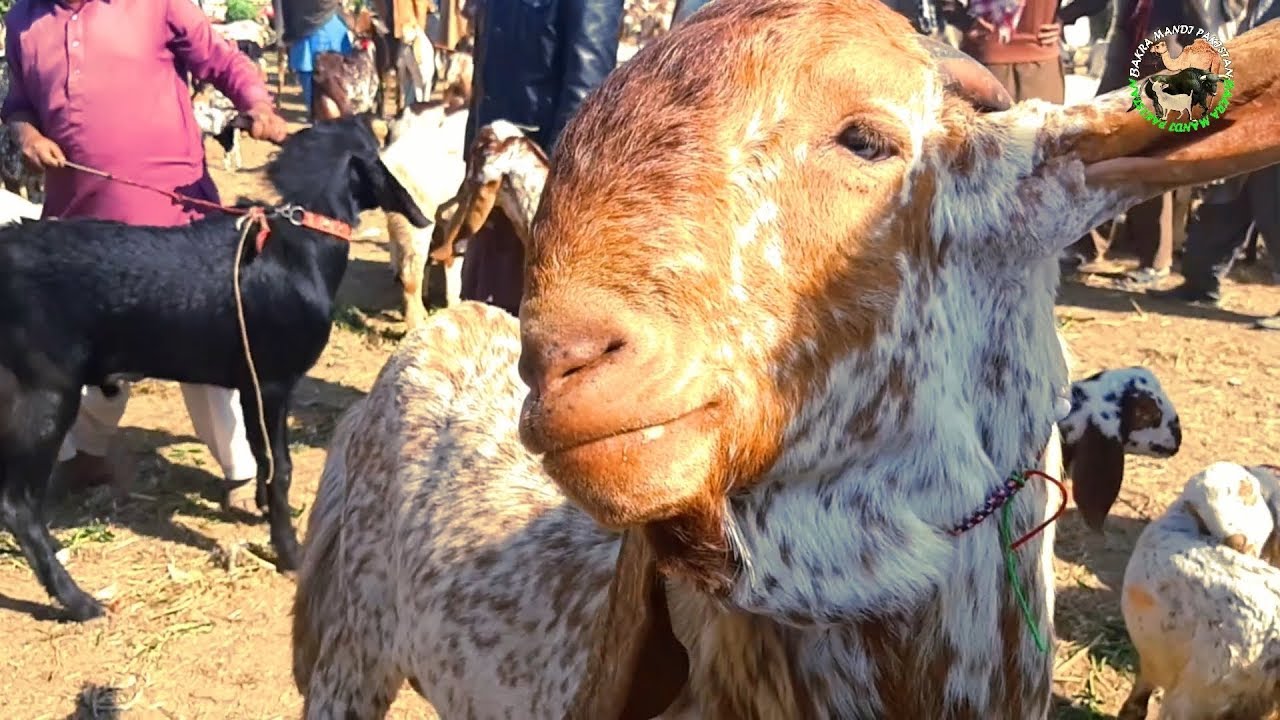 HEAVIEST GOAT FOR BAKRA EID 2019 IN LUDDAN MANDI - BAKRA MANDI PAKISTAN
