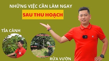 Những việc cần làm sau thu hoạch sầu riêng | Nông Nghiệp Tây Nguyên TKA