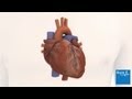 How the heart works