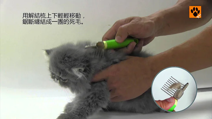 長毛貓及短毛貓梳毛示範教學【My Pet寵物閑情】 - 天天要聞