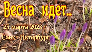 Весна идет...Санкт-Петербург.25 марта 2023 г.