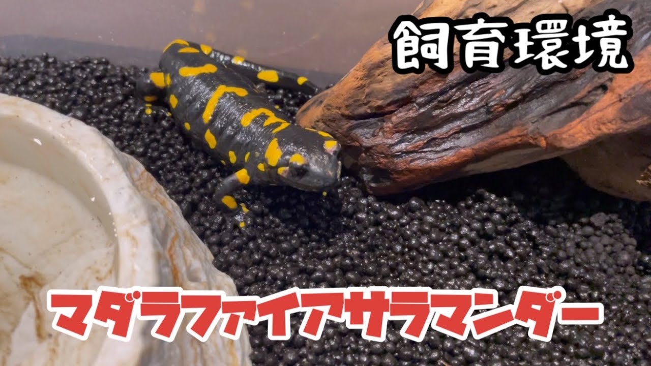 マダラファイアサラマンダーの飼育環境をお引越しします。 - YouTube