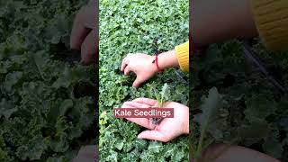 kale Seedlings Are Ready #satisfying #shorts