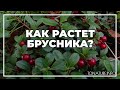 Как растет брусника? | toNature.Info