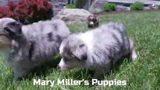 Mary Miller's Mini Aussie Puppies by Mt Hope Puppies 33 views 1 day ago 53 seconds