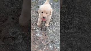 good morning 😊 #cute puppy 😘😘🤩🤩😍😍 #shortsvideo #viralshort @arpitamallick4192