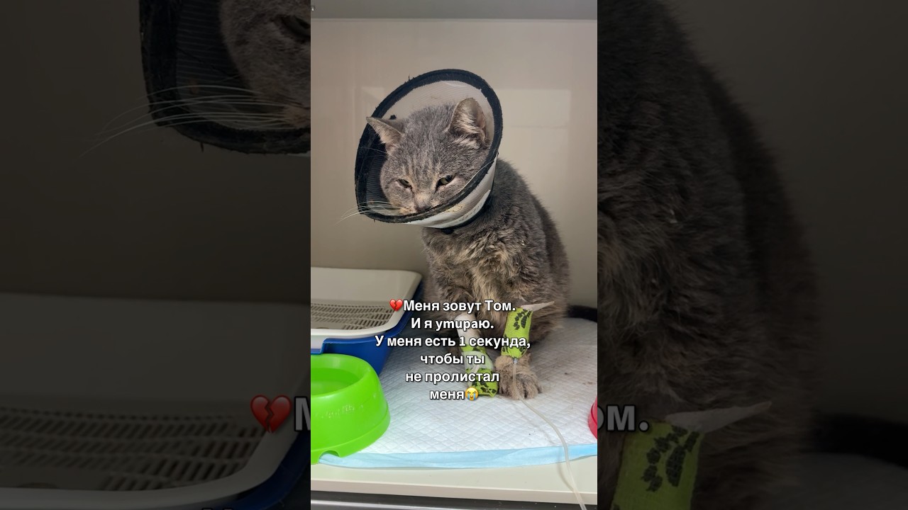 💔Меня зовут Том. И я ymupaю. У меня есть 1 секунда, чтобы ты не пролистал меня😭