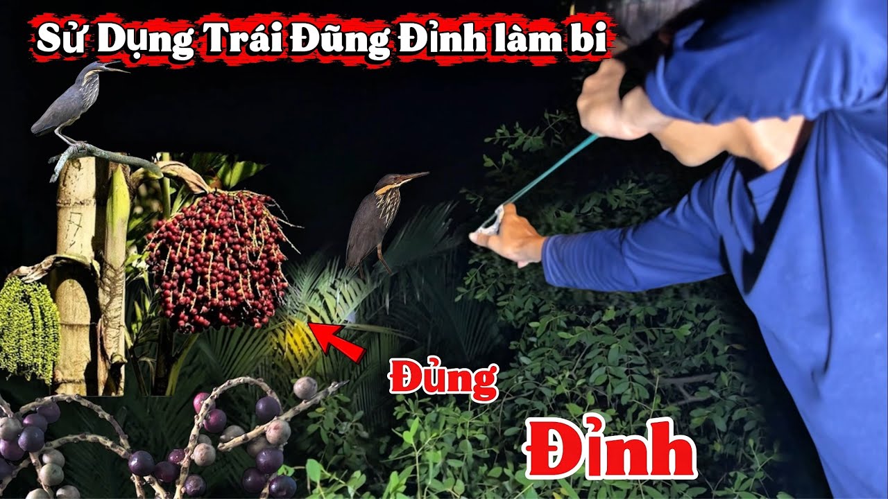 Sử Dụng Trái Đủng Đỉnh Làm Bi… Săn được Cò Hương Khủng |Thành quả bất ngờ.