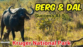 Kruger National Park, South Africa I Berg-en-Dal I Wildlife & Camping