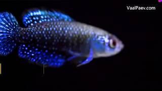 Killifish Eggs Hatching from Soil . Witness the miracle of life.On Sale.