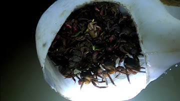 Soi Ba Khía Chụp Mỏi Tay Luôn /Đạt Nguyễn Cần Giờ