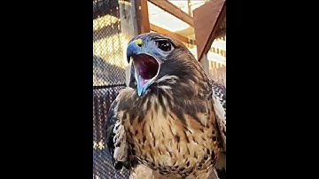 "Eagle Vs Hawk"#eaglevshawk #birdsbattle #wildlife #raptors #birdsofprey