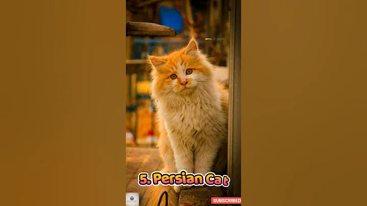 Watch the video about 🐾 Top 10 Best Cat Breeds You’ll Love! #cat #catshorts #catlovers #bestcat #catvideos #viralshort