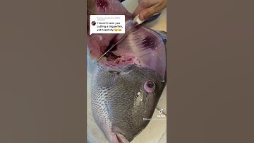 Triggerfish armor can be challenging but this method will make filtering them easy 🤙 #triggerfish