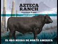 Azteca Ranch nos ofrece semen de sus Angus Negros a precio especial