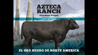 Azteca Ranch nos ofrece semen de sus Angus Negros a precio especial