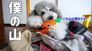 🐶洗濯物の山は僕のものと言わんばかりの犬。【トイプードルのグリィ】【犬】【dog】【toy poodle】