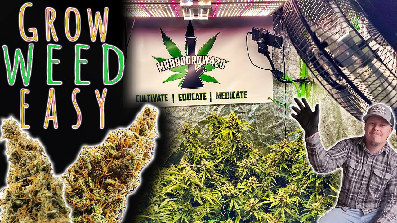 THINGS ARE GETTING BIG IN THE GROW ROOM - AUTOFLOWER CANNABIS GROW IN COCO COIR