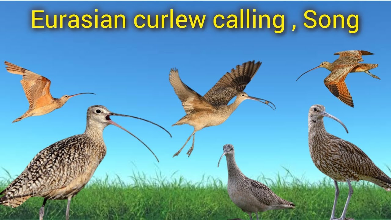 Curlew bird calling | Song | calling for hunting | perfect sound for perfect hunting | Long -billed 