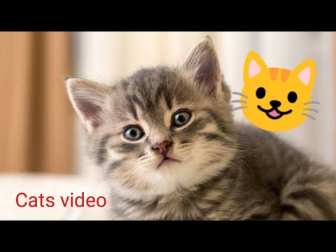 New funny cats video 2024| cats meowing #kittens #cat #cat video ...