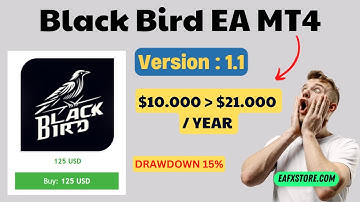 Backtest EA | Black Bird MT4 Review | FX STORE EA