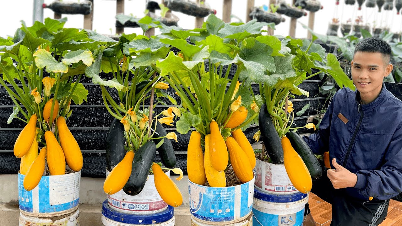 Нет сада, нет денег? Вот как я выращиваю цуккини с высоким урожаем и непрерывным сбором урожая!