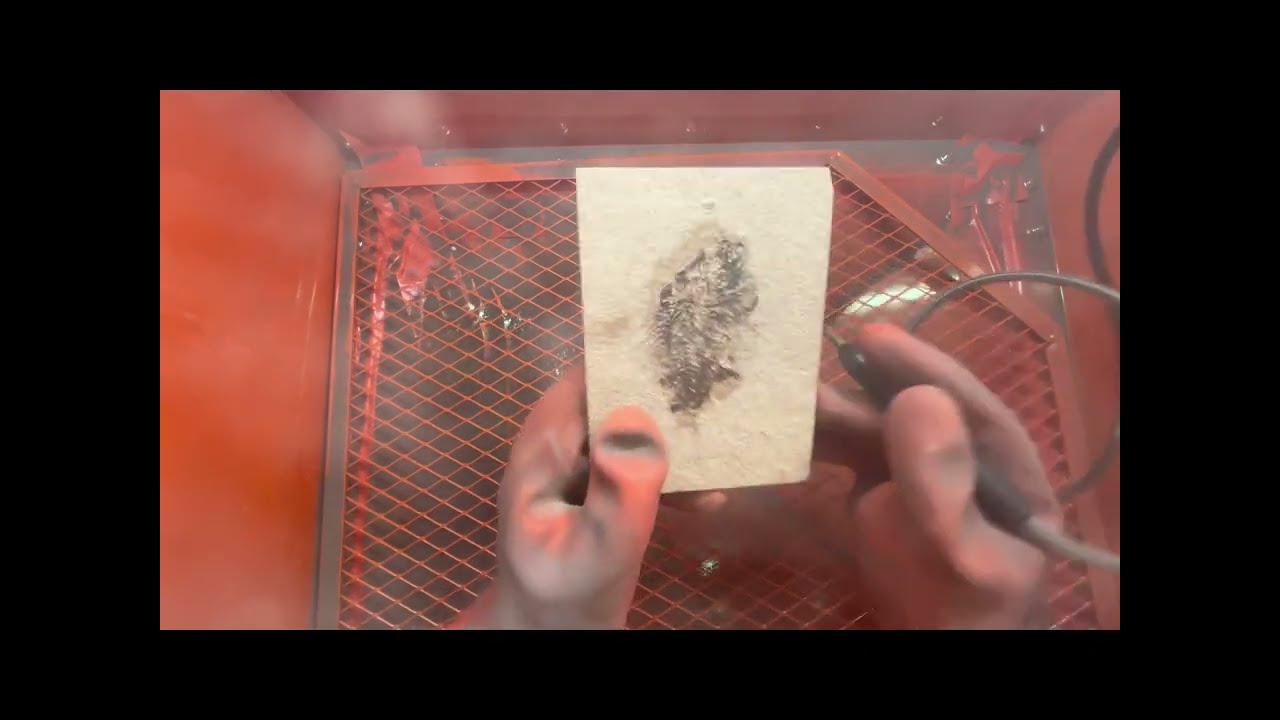 Using a sandblaster to prep a Priscacara fossil from the 18" layer