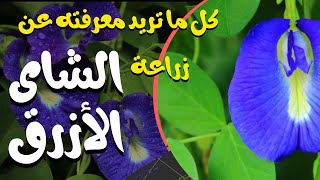 الشاى الأزرق ?زهرة الفراشة ?ميعاد الزراعة ?طرق الزراعة ?التدوير ?تجهيز التكعيبة ?