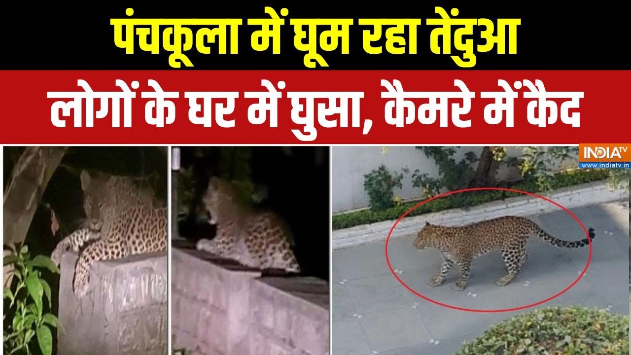 Panchkula Tendua news: पंचकूला में घूम रहा तेंदुआ लोगों के घर में घुसा, कैमरे में कैद