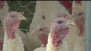Local farmer explains why your Thanksgiving turkey might cost more this year