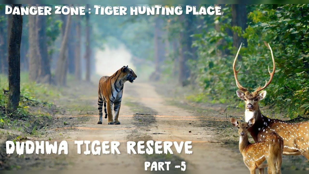 “The Hunting Place of a Tiger” 🔥 
