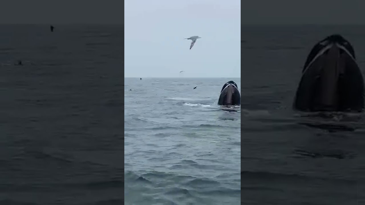 Salem Fish Tours hotel ras al hadd Oman