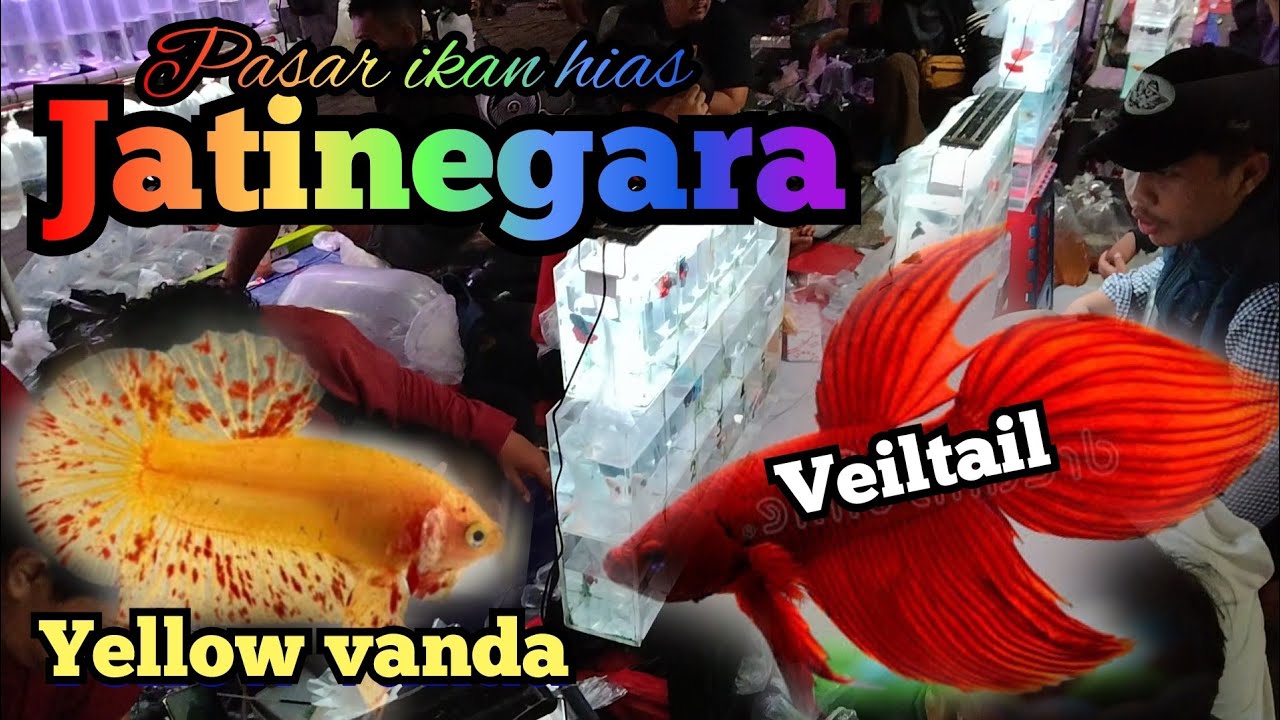 Ikan cupang di pasar ternyata bagus-bagus banget 