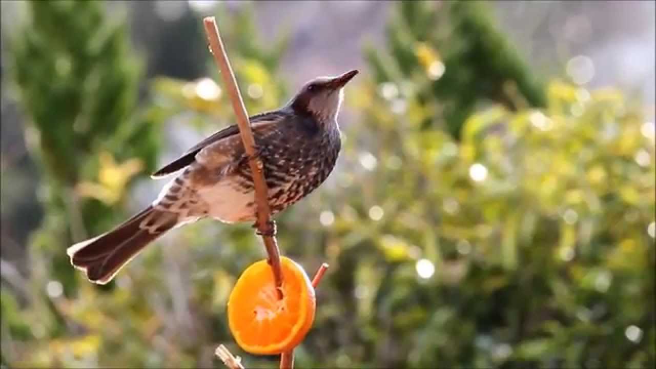 【HD】 蜜柑を食べるヒヨドリ Brown-eared Bulbul eating tangerine 