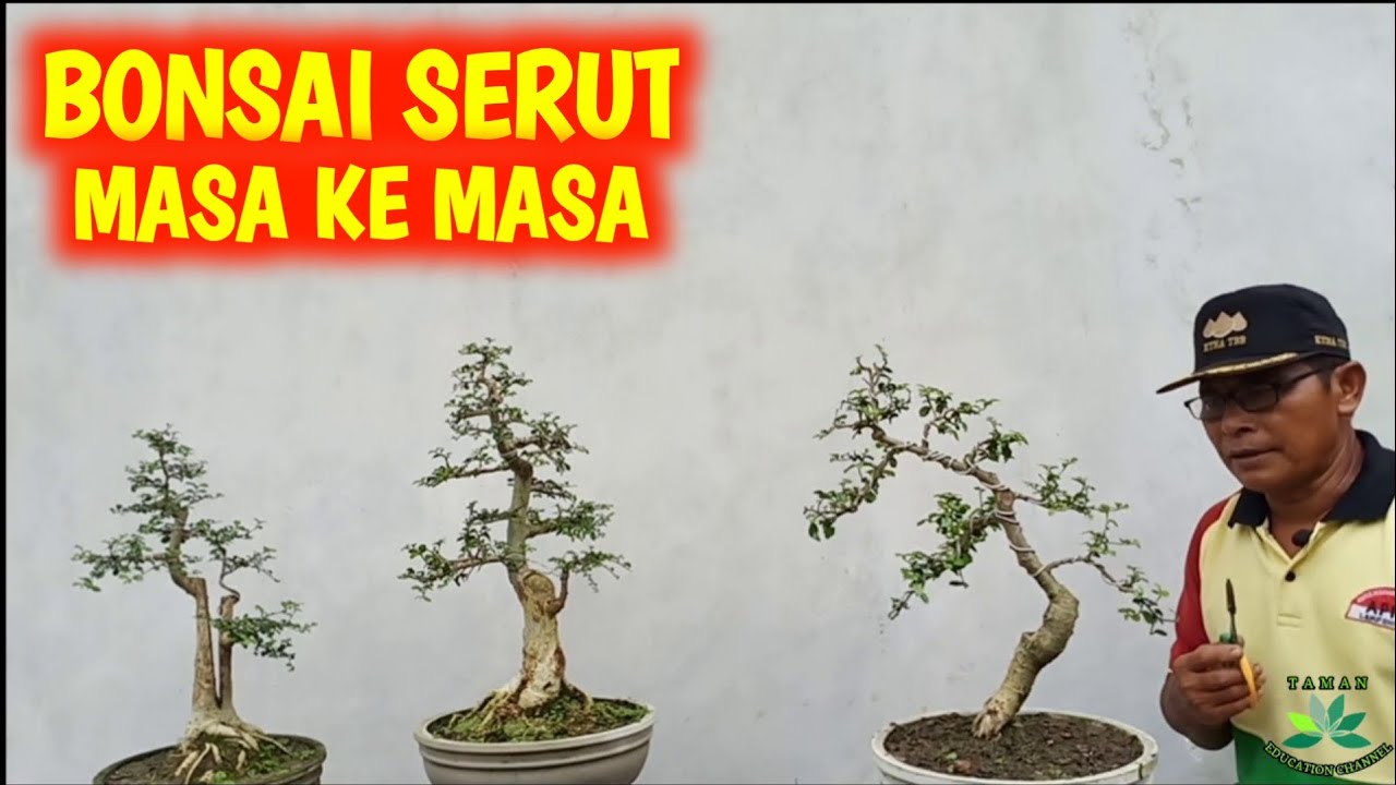 INSIPIRASI KOLEKSI BONSAI SERUT WOOWW YouTube