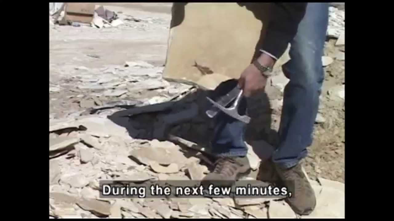 Fascinating Fossils (Accessible Preview)