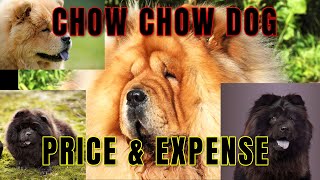 Chow Chow Dog|| Price of Chow Chow in INDIA II Monthly Expenses II Hindi