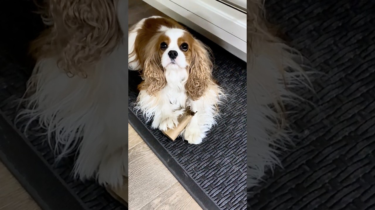 The Toilet Paper Thief Has No Regrets 🐶