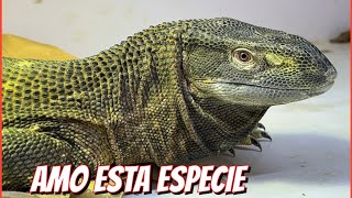 NUEVO DRAGÓN EN EL CRIADERO/ESPERABA MUCHO ESTÁ PUESTA 🦎🐢🐍