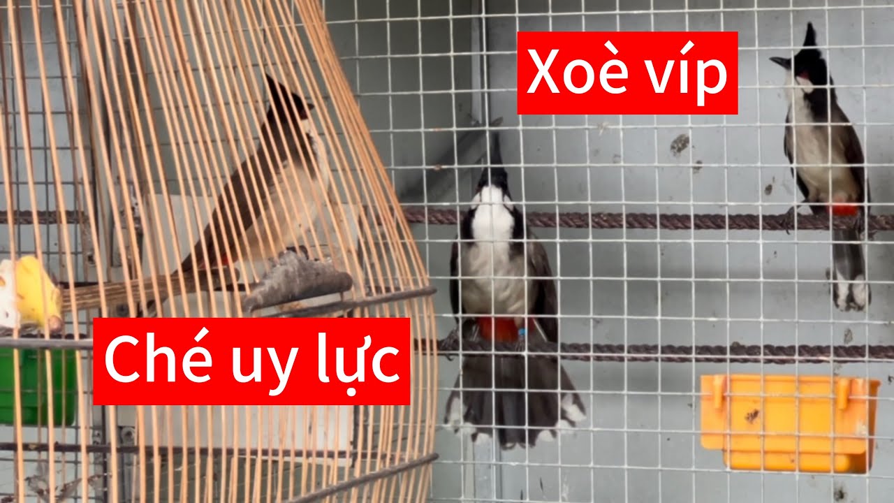 Siêu bổi bộ trâu lắc xoè, ché uy lực ché như máy. Bổi đầu đàn chơi quá gắt 