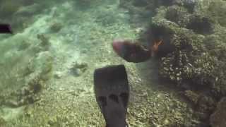 Trigger Fish Attacks Scuba Diver
