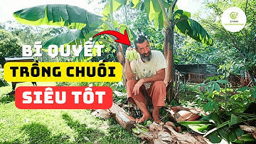 Tất Tần Tật Kiến Thức Về Chuối Và Cách Trồng Chuối Thành Công