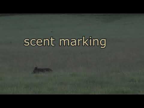 Michelle Calls A single Boar From The Group