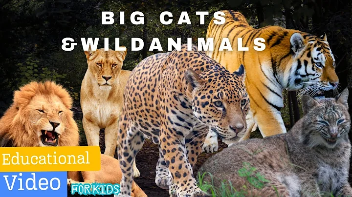 Video 5267361: siberian tiger, african lion, big cat