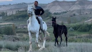  ОТ УРНИНИ ТОЙ БОСУР.... #horse #rek #otbozor #uzbekistan