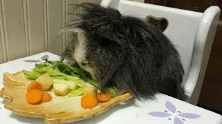 Pet thanksgiving by Jade Skywalker 35 views 1 year ago 2 minutes, 22 seconds