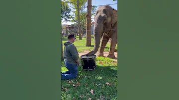 Adorable Elephant Learns to Play the Drums!  #Elephants #Shorts