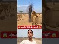 जंगलों में शेरों के बीच आदमी 😱 #shorts #viral #trending #youtubeshorts